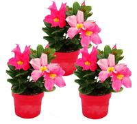 Dipladenia - Jasmin du Chili - pot 9cm - set de 3 plantes - rose