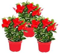 Dipladenia - Jasmin du Chili - pot 9cm - set de 3 plantes - rouge