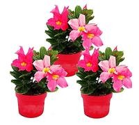 Dipladenia Lot de 3 plants de jasmin piment Rose 10 cm