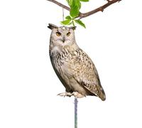 Dispositif d’effarouchement des Oiseaux - Oiseau Hibou en Acrylique | Simulation Hibou Réfléchissant Double Face Maison Jardin Pendentif | Épouvantail d’Oiseau Suspendu, Tactiques d’eff