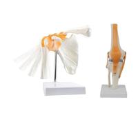 dissot Modèle anatomique d'articulation d'épaule squelette anatomique, articulation médicale anatomique du genou avec ligaments, facile à installer et à utiliser