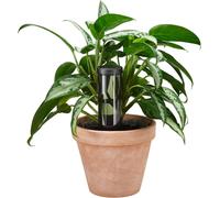 Distributeur d'Eau pour Plantes, Urban Plant Care, Pour l'Intérieur et les Balcons, 350 ml, Jusqu'à 5 Jours d'Arrosage Continu, 6,4 x 25 cm, Céramique/Plastique, Vert Foncé, 1075380