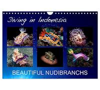 Diving in Indonesia - BEAUTIFUL NUDIBRANCHS (Wall Calendar 2026 DIN A4 landscape), CALVENDO 12 Month Wall Calendar: Beautiful nudibranchs from my dives in Indonesia
