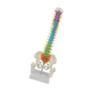 diwedaso Aides pédagogiques pédagogiques en Sciences Modèle de Colonne vertébrale coloré Ressource engageante pour l'apprentissage Pratique dans