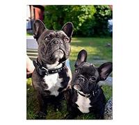 DIY 5D Broderie Diamant Kit Complet Bouledogue français animal Diamant Painting Kit de Broderie Diamant Peinture Kit Complet pour Adultes Point De Croix Arts pour Home Décor Murale 40x50cm/16x20in