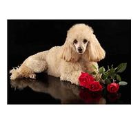 DIY 5D Broderie diamant Painting kits Complet Animaux de compagnie caniche 30x40cm DIY Plein Forage Diamant Peinture Strass Broderie Point De Croix Arts Artisanat pour La Maison Décoration Murale