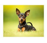 DIY 5D Broderie diamant Painting kits Complet Chien Pinscher DIY Plein Forage Diamant Peinture Strass Broderie Point De Croix toile Arts Artisanat pour La Maison Décoration Murale 30x40cm