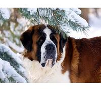 DIY 5D Diamant Peinture Complète Kit, Chien Saint-Bernard Diamond Painting Peinture Broderie Craft pour Home Décoration Cadeaux d'anniversaire