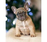 DIY 5D Diamant Peinture Kits Diamond Painting Adultes Enfant Bouledogue Français Mignon Pour Décoration De La Maison Peinture Plein Diamant Cadeaux D'anniversaire 30x40CM