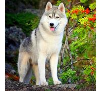 DIY 5D Diamant Peinture Point De Croix Broderie, Chien Husky Sibérien 40x40cm par numéro Peinture kit Bricolage Diamond Painting, Complet Strass Diamond Art Crafts, Idéal Home Décoration Murale