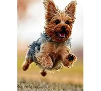 DIY 5D Diamant Peinture Yorkshire Terrier Peinture par Numéro Kits Broderie Dessin Strass Art Artisanat 30x40 cm