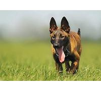 DIY 5d Diamond Painting/Chien Malinois belge/40x50cm Foret Rond Complet sans Cadre/Diamant Broderies au Point de Croix et des Numéros pour la Décoration de Maison Salon Chambre