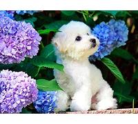 Diy 5D Diamond Painting Complet Accessoires,Bichon Frisé Avec Hortensia En Fleurs Diamant Peinture Kits Pour Adultes Strass, Diamant Arts Craft Pour La Décoration Murale À La Maison