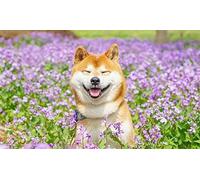 Diy 5D Diamond Painting Complet Accessoires,Shiba Inu Japonais Souriant Animal Broderie Peinture Diamant Painting Kit Complet Point De Croix Cristal Strass Décoration De La Maison - 30 × 40cm