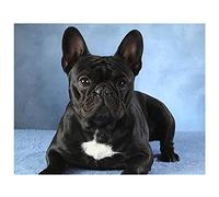 DIY 5D Diamond Painting Complet Bouledogue français animal Broderie Diamant Kit Complet Diamant Peinture Cristal Strass Point De Croix Diamant Painting Art Décor Murale Pour Maison 30x40cm/12x16in