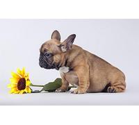 DIY 5D Diamond Painting Full Kits,Bouledogue Français Tournesol Diamond Painting Crystal Rhinestone Embroidery Pictures for Kids and Adult,Diamond Arts Craft Gift for Home Wall Decor 30x40cm