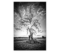 DIY 5D Diamond Painting Kit, Arbre de vie blanc noir Complte Foret Diamant Peinture pour Adultes Strass Diamant Broderie Point De Croix Art Salon Stickers Muraux Décor à La Maison 50x70cm