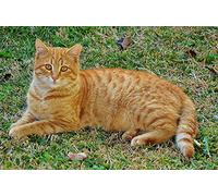 DIY 5D Diamond Painting Kit Forage Complet chat roux Diamant Peinture de Croix Peinture Strass Broderie Craft pour Home Décoration Mural