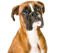 DIY 5D peinture au diamant Kits,Diamond Painting Complet,Petite taille,Chien boxer allemand chien,Point De Croix Strass Broderie Diamant Art Diamante Ornements Mur Décora_Foret rond_30x50cm