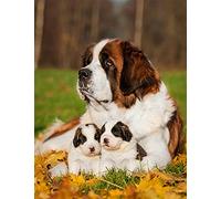 DIY 5D peinture au diamant Kits,Diamond Painting Complet,Petite taille,Saint-Bernard chien,Full perceuseE Point De Croix Strass Broderie Diamant Art Diamante Ornements Mur Décora_Foret rond_20x30cm