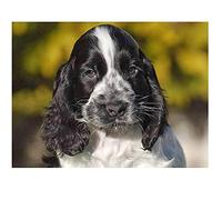 DIY 5D Peinture Diamant Kit Forage Complet pour Adulte/Enfant Chien Cocker Spaniel Diamond Painting Cristal Strass Point De Croix Broderie Diamant pour La Maison Décoration Murale Cadeau 25x35cm