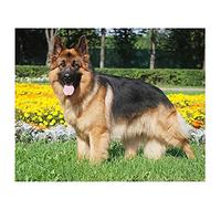 DIY 5D Peinture Diamant Kit Forage Complet pour Adulte/Enfant Chien De Race Berger Allemand Diamond Painting Cristal Strass Point De Croix Broderie Diamant pour La Maison Décoration Murale 30x45cm