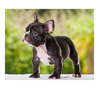 DIY Broderie Diamant Kit Complet,Animaux Bouledogue Français 5D Diamond Painting Kit Complet,Diamant Painting Complet Kit, Diamant Peinture Arts Craft pour Maison Décoration Round Drill,50x70cm