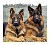 DIY en bois puzzle geant bois adulte 1000 pieces chien berger allemand animal de compagnie Image de décor de chambre cadeaux de Noël