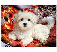 DIY Numérique Kits peinture par numéro adulte enfant Caniche Bichon Chien Blanc Cadeau pour Anniversaire De Mariage De Décorations-40x50cm avec cadre