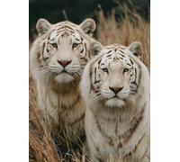 DIY Peinture Numero Adulte Animal, Tigre Peinture Numero Activité Manuelle Adulte Kits, Paint by Numbers for Adults avec Pinceaux et Pigment Acryliques, Cadeau Femme, Decoration Maison, 30x40cm Q-1494