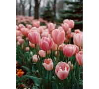 DIY Peinture Numero Adulte Fleur, Usine Peinture Numero Activité Manuelle Adulte Kits, Paint by Numbers for Adults avec Pinceaux et Pigment Acryliques, Cadeau Femme, Decoration Maison, 50x70cm, P-1434