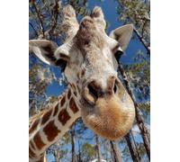 DIY Peinture Numero Adulte Girafe, Arbre Peinture Numero Activité Manuelle Adulte Kits, Paint by Numbers for Adults avec Pinceaux et Pigment Acryliques, Cadeau Femme, Decoration Maison, 50x70cm K-1516