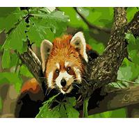 Diy Peinture Par Numero Kit Branche De Panda Roux Peindre Par Nombre Pour Adultes Débutants Sur Toile - 16X20 Pouces