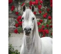 DIY Point de Croix Kit pour Debutant Adulte,Canevas Point de Croix Kit Complet Enfant,11CT Toile pré-imprimé,Moineaux et fleurs,Rose rouge derrière le cheval,40x50cm