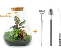 Diy Terrarium - Sam Calathea Avec Lumière - ↕ 30 Cm