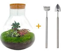 Diy Terrarium - Sam Xl Bonsai - ↕ 35 Cm