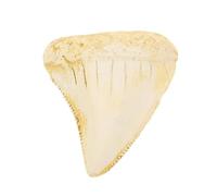 DIYEAH Fossile de Dent de Requin Mégalodon, Modèle de Dent de Requin en Résine, Objet Décoratif Rétro, Simulation Réaliste, Taille Portable, pour Garçon et Filles, Bureau et Salle