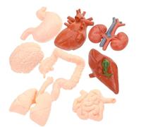 DIYEAH modèle de simulation humain 8pcs PVC, cerveau, cœur, gastro-intestinal, poumon, foie, rein, matériel pédagogique pour enfants et étude