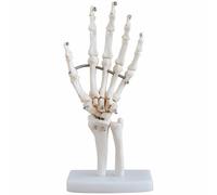 DIYEAH Modèle de Squelette de Main Socle, Modèle de Squelette de Main Articulé, Pvc Blanc, pour Étude Anatomique et Éducation des Patients
