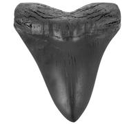 DIYEAH Réplique de Dent Mégalodon Réaliste Décor Préhistorique Unique Modèle Fossilisé pour Bureau et Enseignement