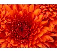 DJ Spooky - Riddim Warfare [Import]