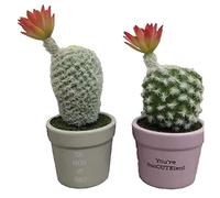 DKD Home Decor Plante Décorative, Standard