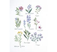 DMC - Herbiers par Nathalie Weinzaepflen, niveau avancé, kit point de croix