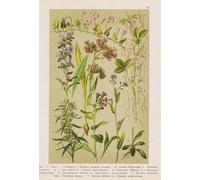 DMQBT 1000 Pièces - Puzzle Irrégulier Coloré - Vintage Botanical Floral Illustrations - Jouets De Puzzle Anti Stress pour Adultes - Jeux De Mémoire Et De Cognition pour Personnes Âgées - DX264ZW
