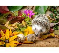 DMQBT 1500 Pièces Puzzle pour Adultes - Hedgehogs Art Photos - Difficult Puzzle 1500 Pièces pour Défi des Adultes - Décoration Intérieure - Jy149Zp