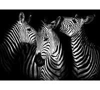 DMQBT 1500 Pièces Puzzles pour Adults - Zebras Art Oil Painting - Black Poster White - Décoration Intérieure Puzzle - Hx155Zw