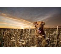 DMQBT Poster Art Puzzle 1500 Piècess - Goldens Retrievers Photos - Large Puzzle Gift pour The Whole Family - Puzzles pour Adults 1500 Pièces - Hx135Zw