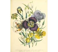 DMQBT - Puzzle 1500 Pièces ，Difficult Puzzle ，Gifts ，Photos ，Vintage Flowers Illustrations ，Jeux De Mémoire Et De Cognition pour Les Personnes Âgées ，Décoration Murale pour La Maison - Qk146Zy