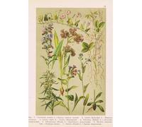 DMQBT Puzzle 1500 Pièces - Puzzle Irrégulier - Photos - Gifts - Vintage Plants Illustrations - Jeux De Réduction du Stress en Famille - Jouets De Défi pour Adultes - Xt224Zp