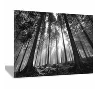 DMZPKZB Noir Et Blanc Peinture Sur Toile Tableau Pénétration du la forêt Moderne Decoration à La Maison,affiche murale Art,pour chambre à coucher,salon,cafés(Couleur noir et blanc)-70x100cm Encadrée